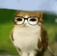 猫头鹰